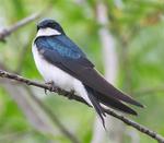 Kelly_s_Cabin_010704_181.jpg