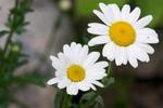 Kelly_s_Cabin_010704_232.jpg